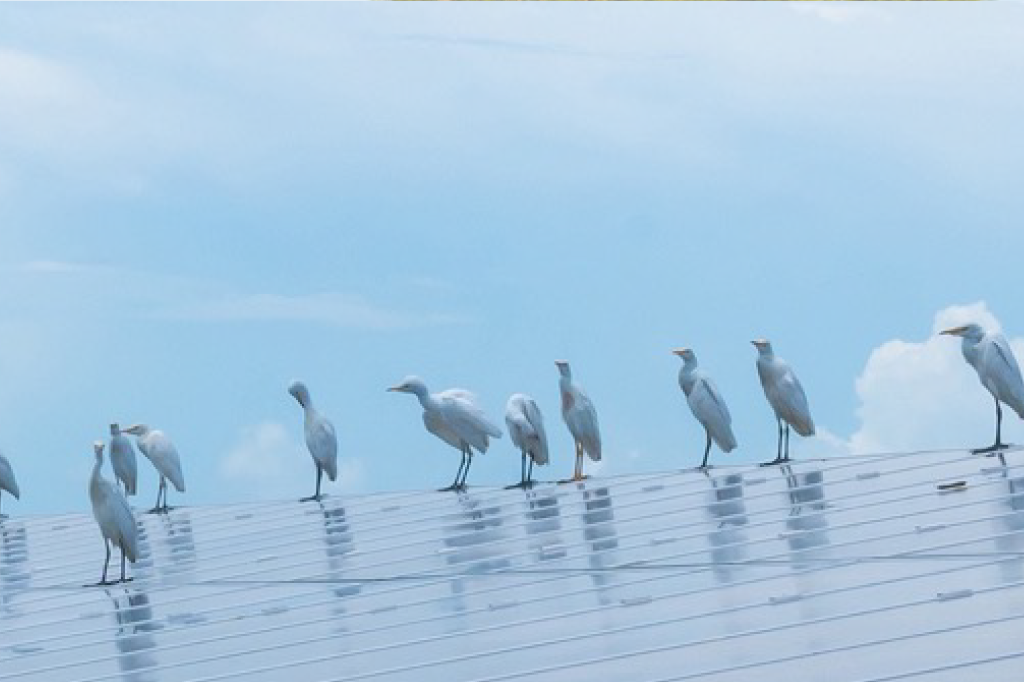 birds